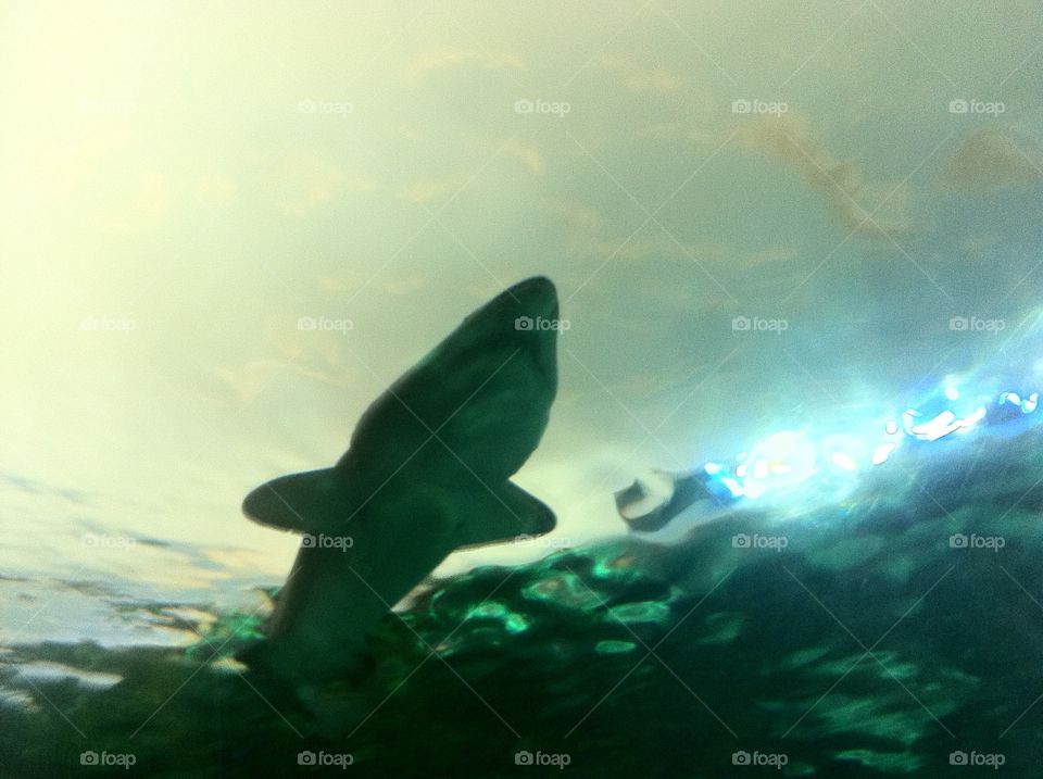 Shark at Ripleys Aquarium. Looked to be anywhere from 8-12'