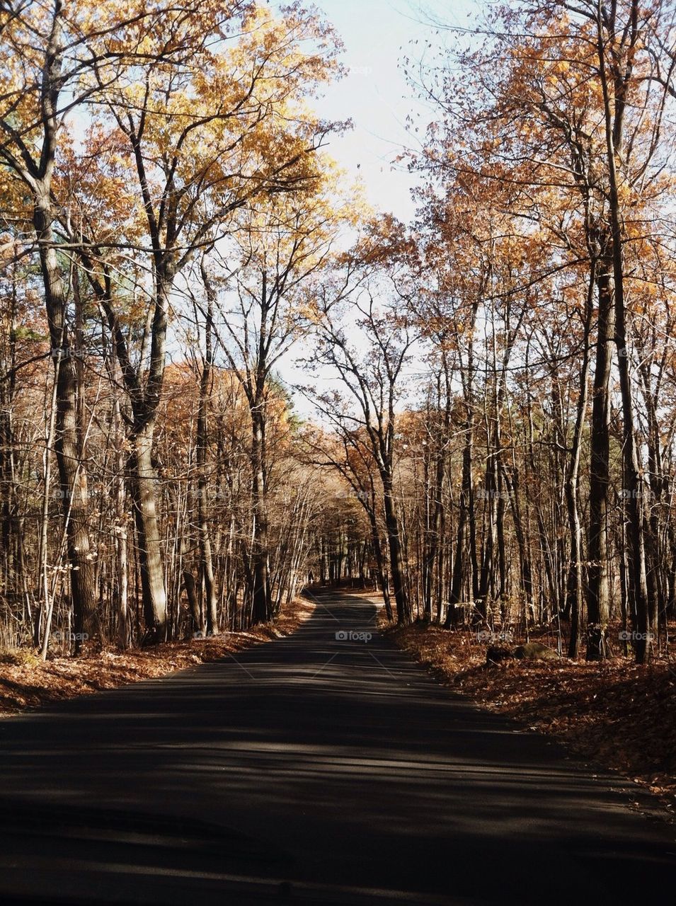 autumn road