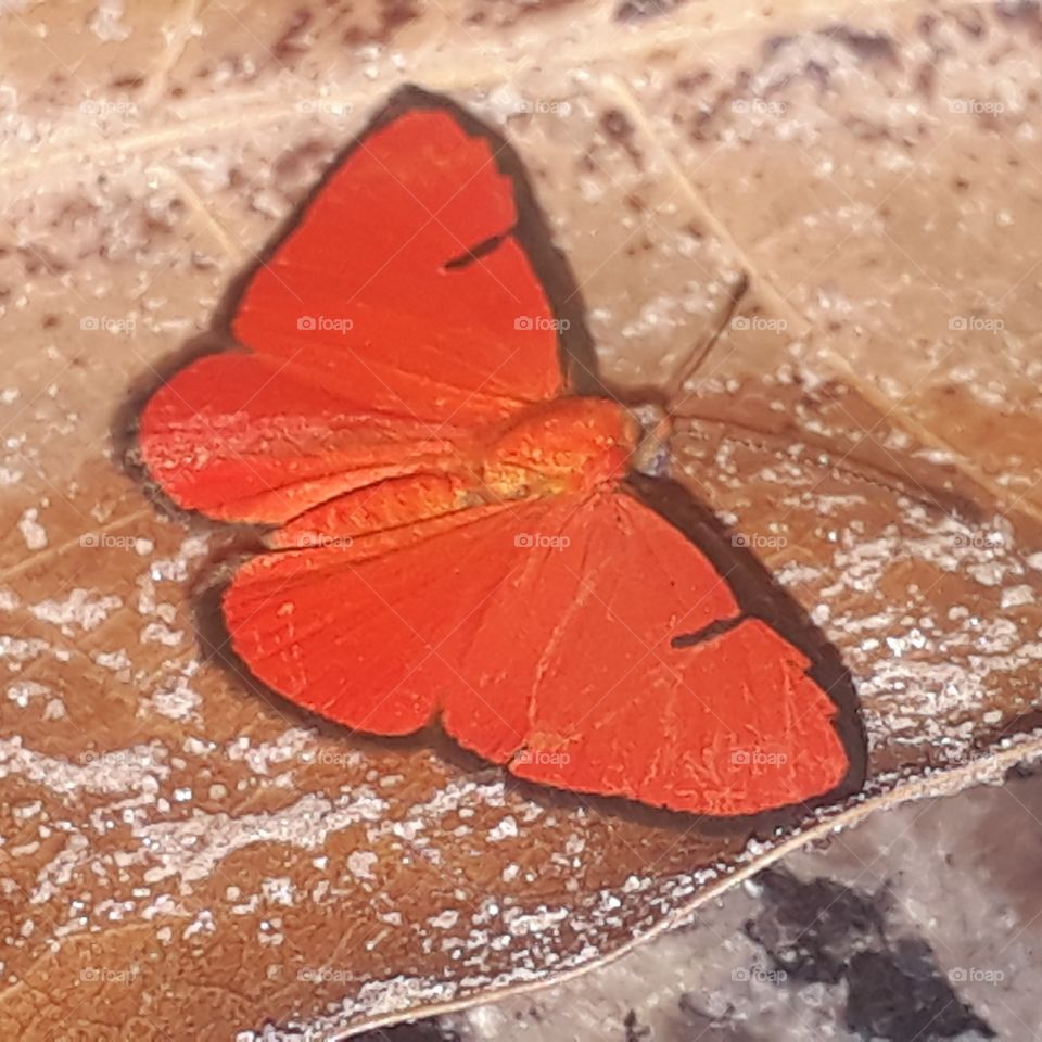 BEAUTIFUL   RED BUTTERFLY  Borboleta Vermelha Red ROTER SCHMETTERLING الفراشة الحمراء  פרפר אדום  赤い蝶