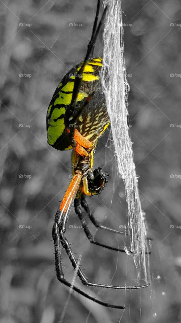 garden spider feeding