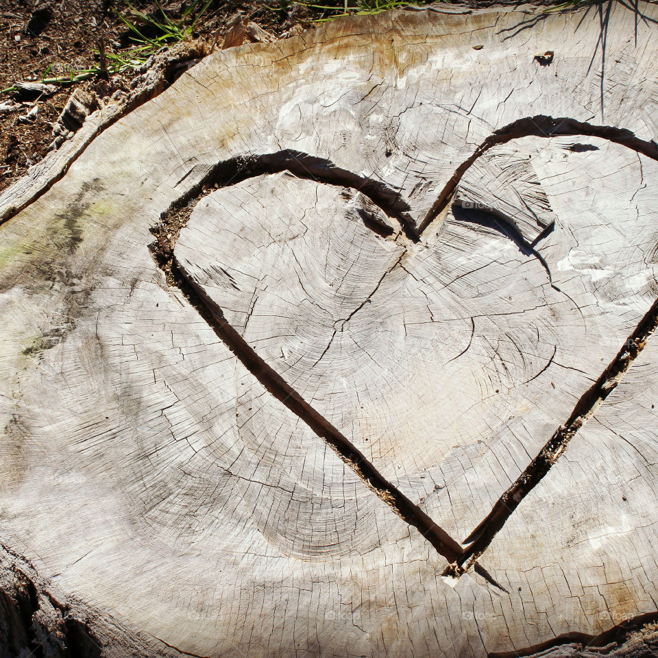 Heart Carved in Tree Stump