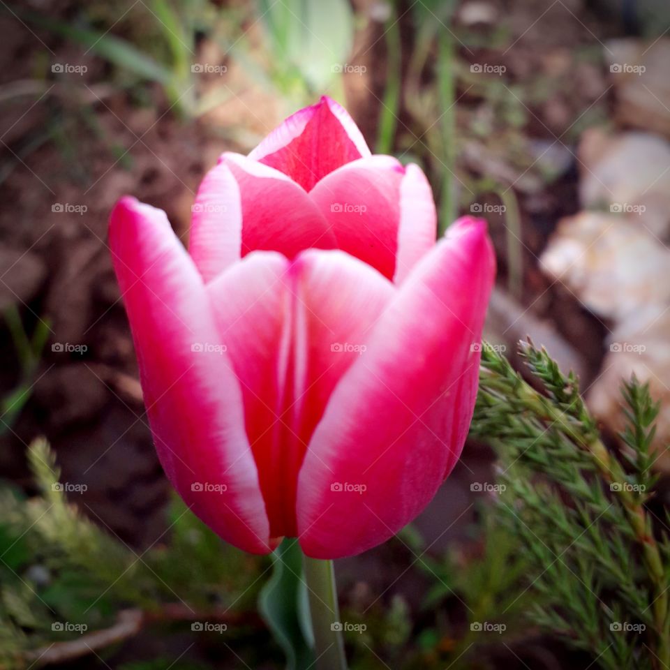 pink tulip