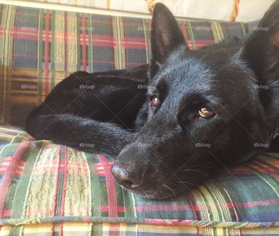 Dog Resting. A dog lying on the couch