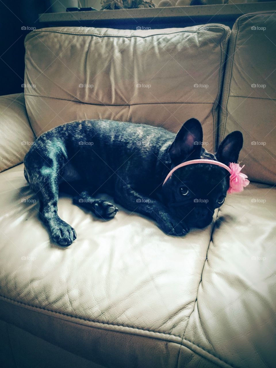 French bulldog Peppa 