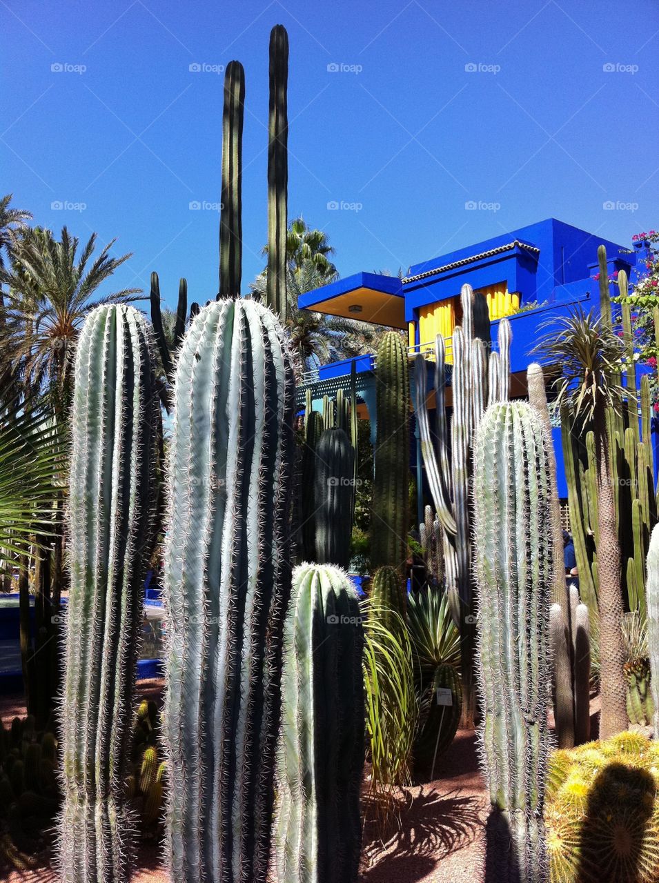 cactus