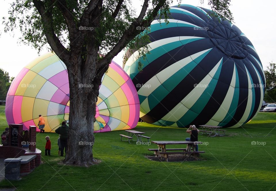 Two bright and colorful hot air balloons on the grass of Ochoco Park filling with helium for a morning flight over  Prineville in Central Oregon on a beautiful summer morning as the sun rises. 