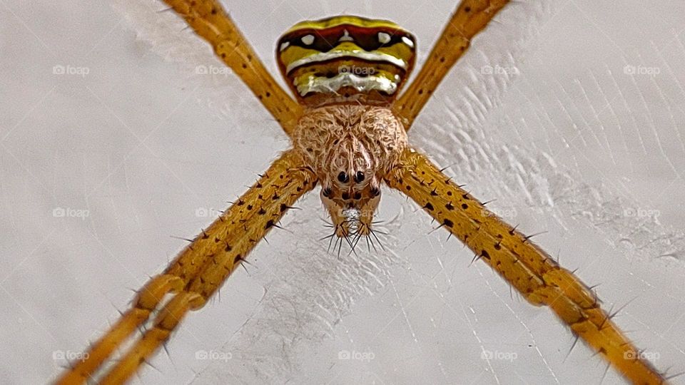 Scary Spider