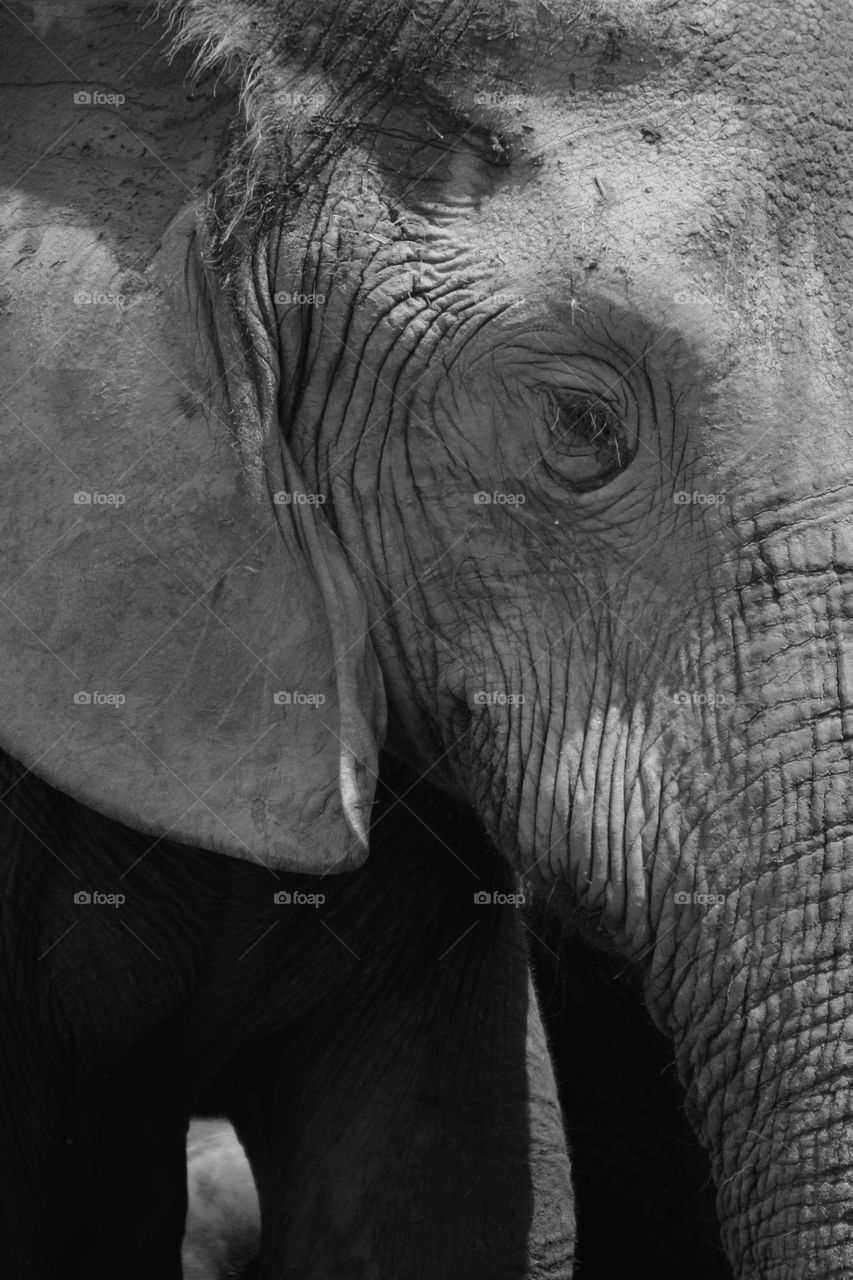 A black and white close up shot of an elephant 