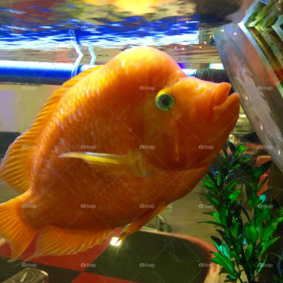 Gold fish 