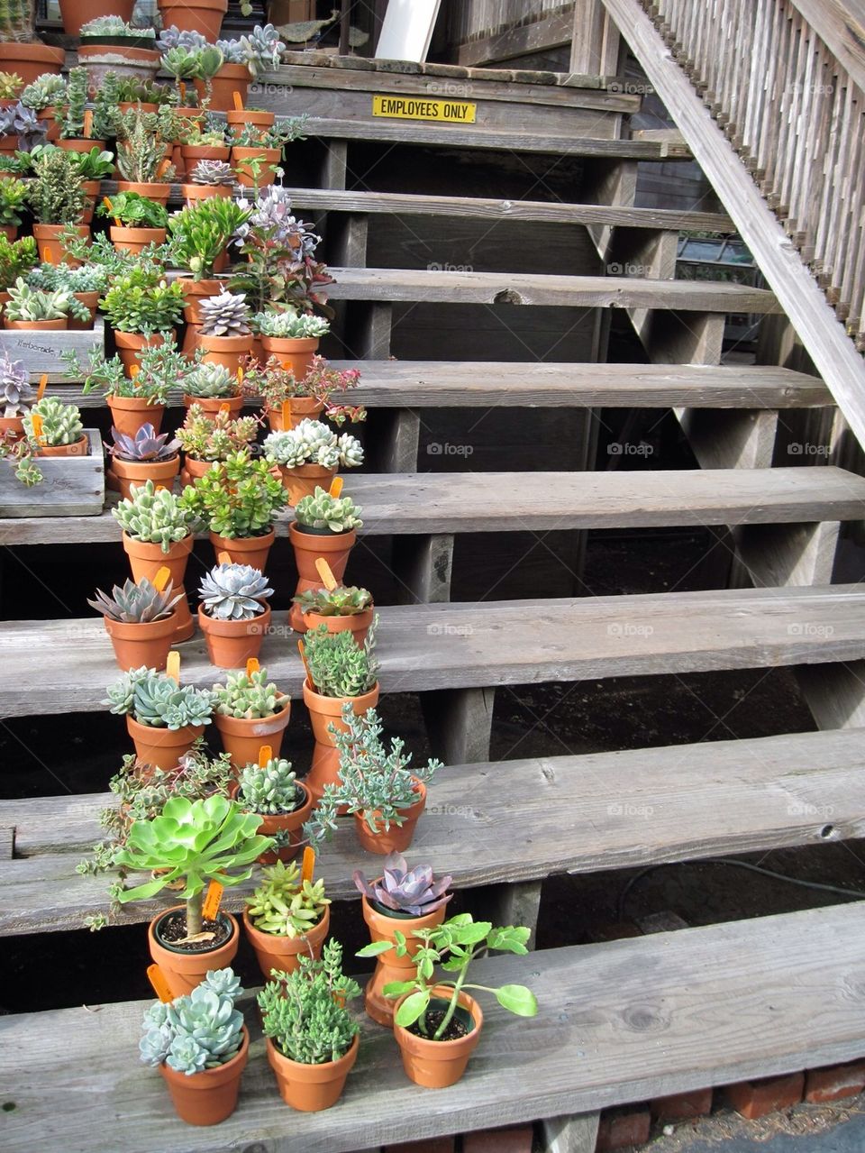 Succulents on stairs