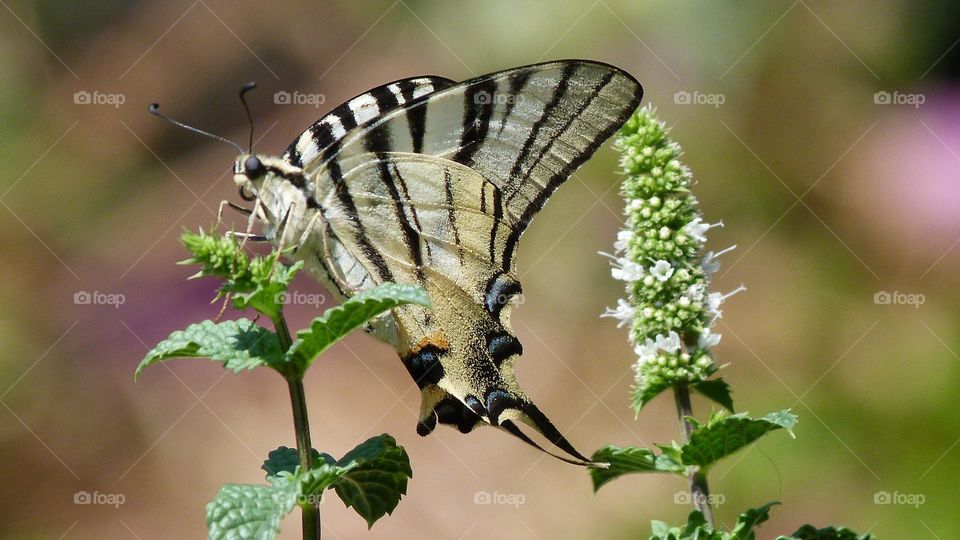 Scarce swallowtail