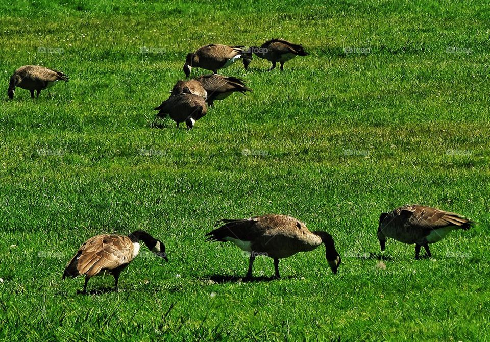 Canadian Geese grazing in a park