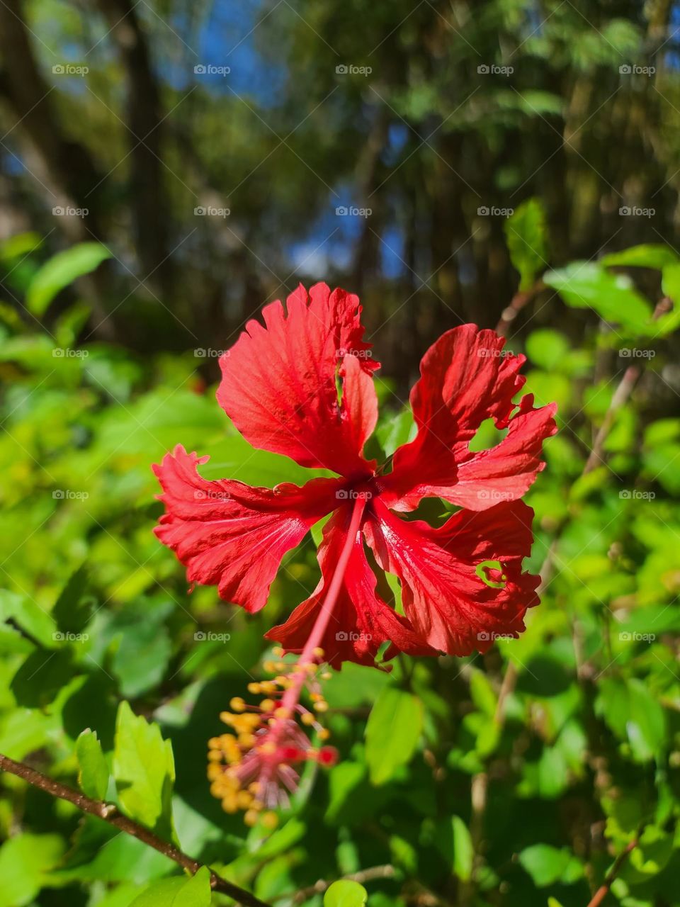 Red Hibiscus Flower