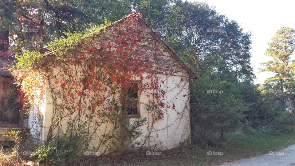 vine covered abandoned home