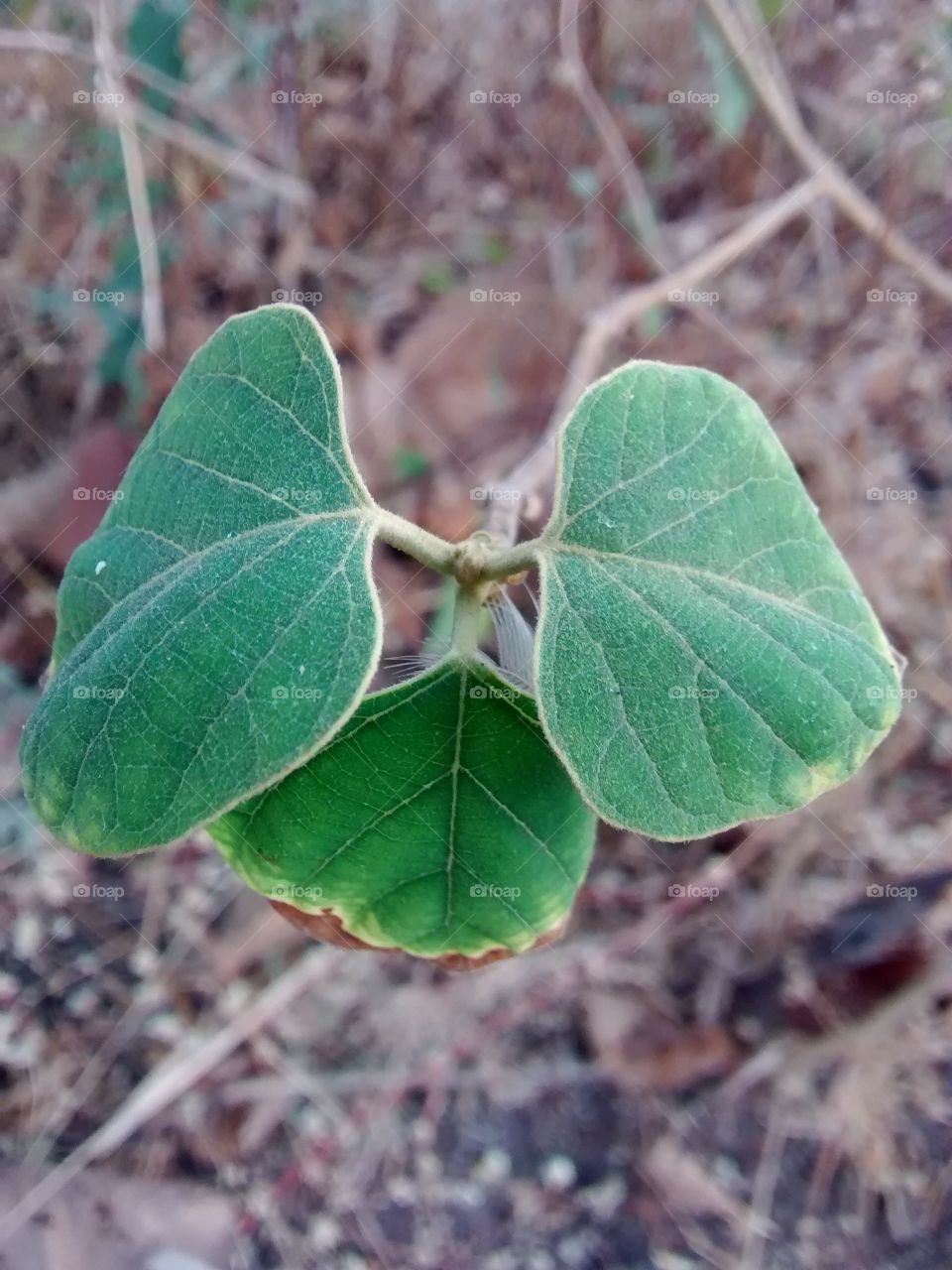 green leaf looking beautiful