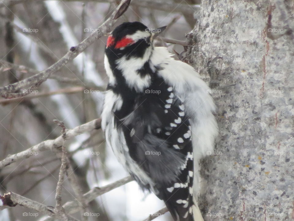 Winter Woodpecker