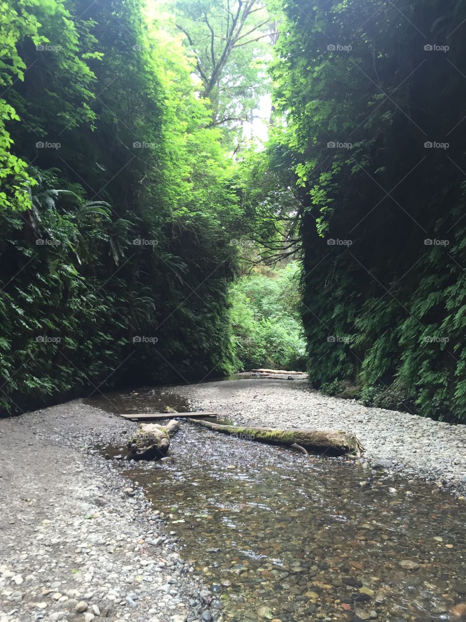 Fern Canyon