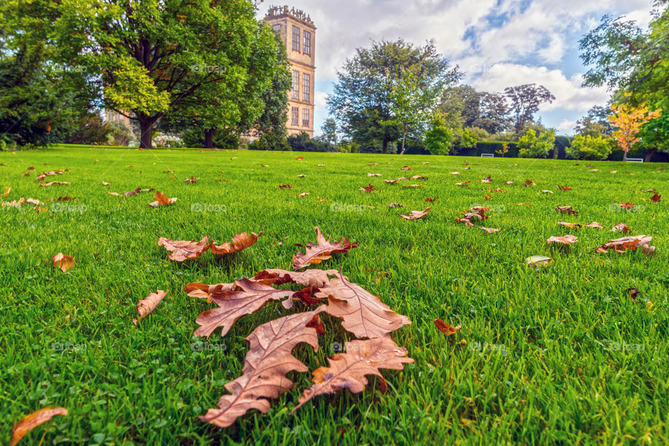 Leaves falling at Hardwick Hall