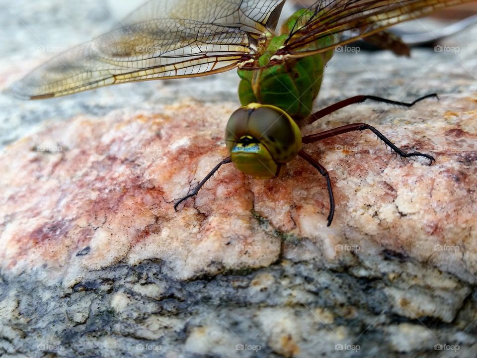 Dragonfly visit