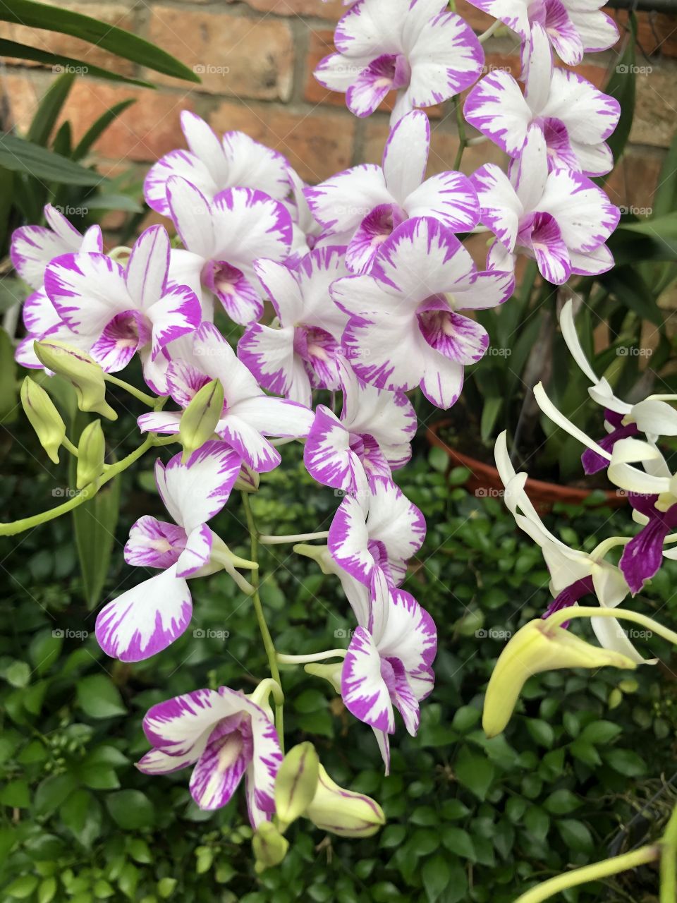 orchids