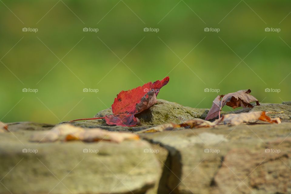 Single red leaf