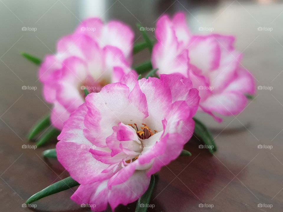 my beautiful Portulaca grandiflora