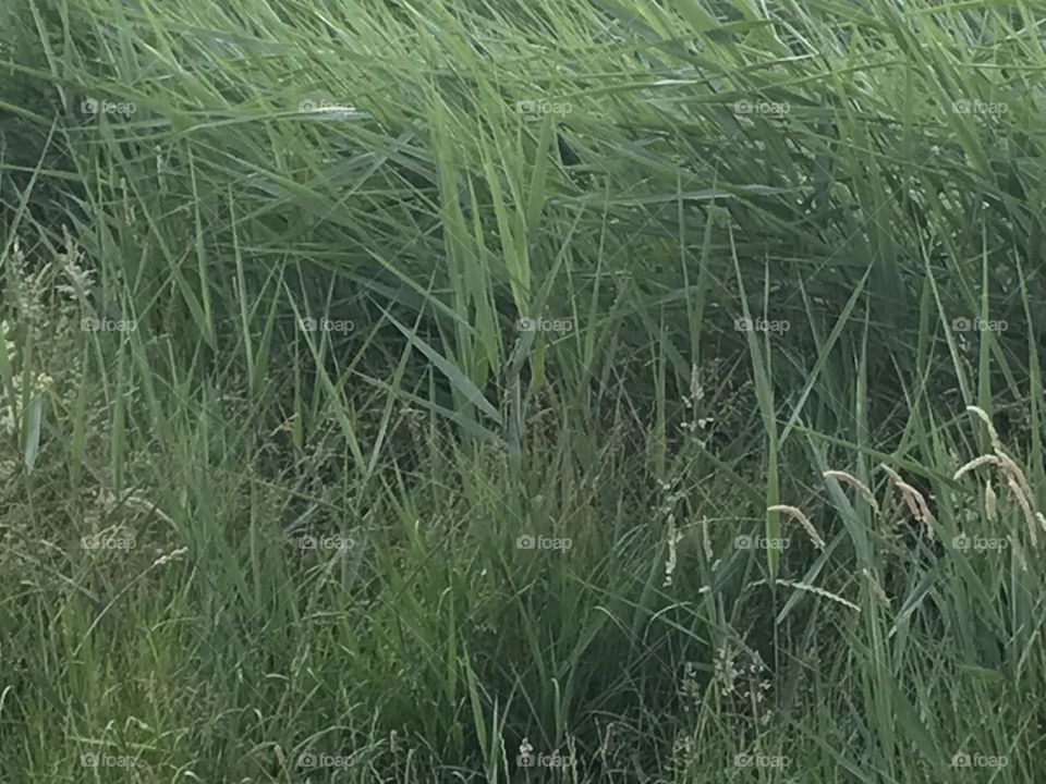 Grass is green Photo