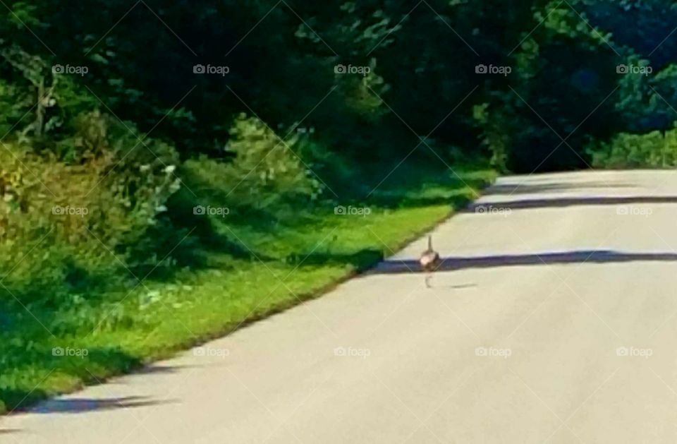 Driving the Back Roads and enjoying everything around us