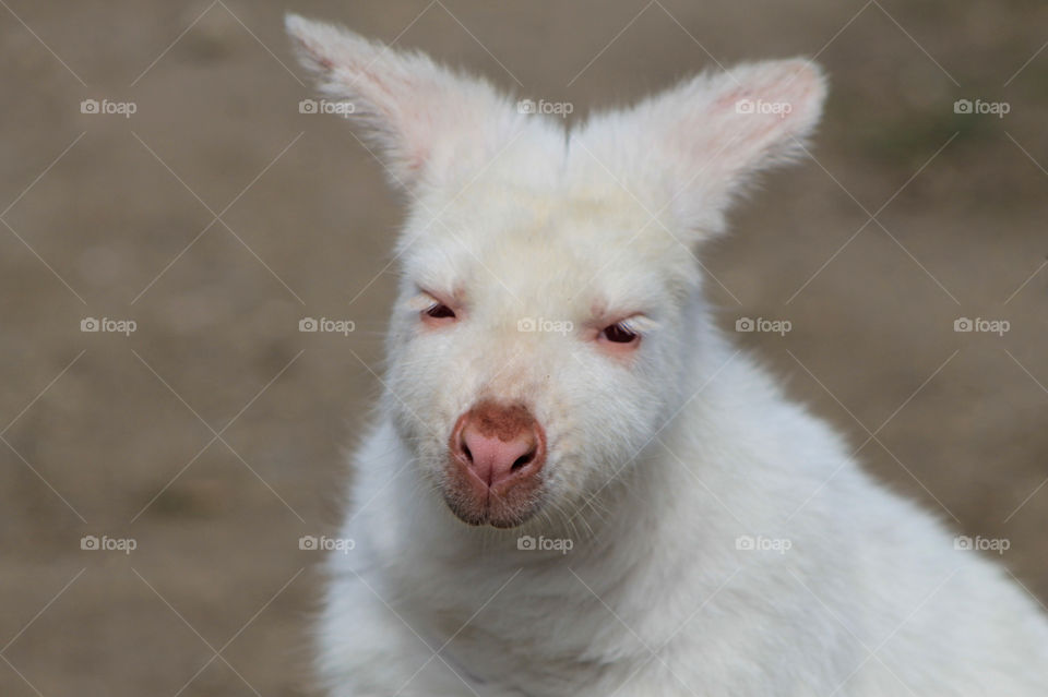 Texture, form & rule of odds: This beautiful soft furred albino wallaby was so docile & friendly. And she has the most stunning eyelashes; soft, full & so delicate looking against the half closed pink eyes. 