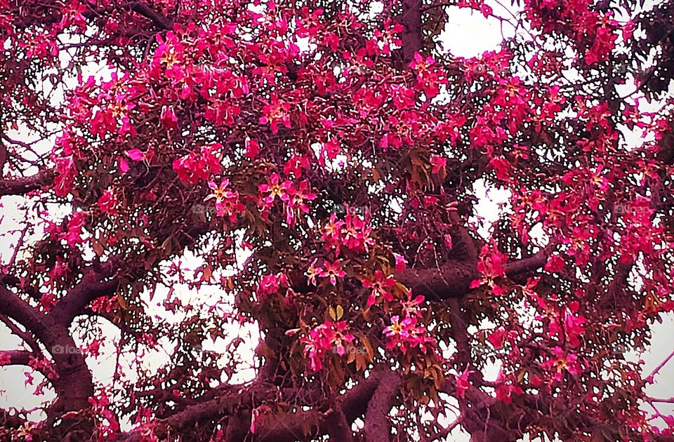 Fall blooming tree pink flowers 