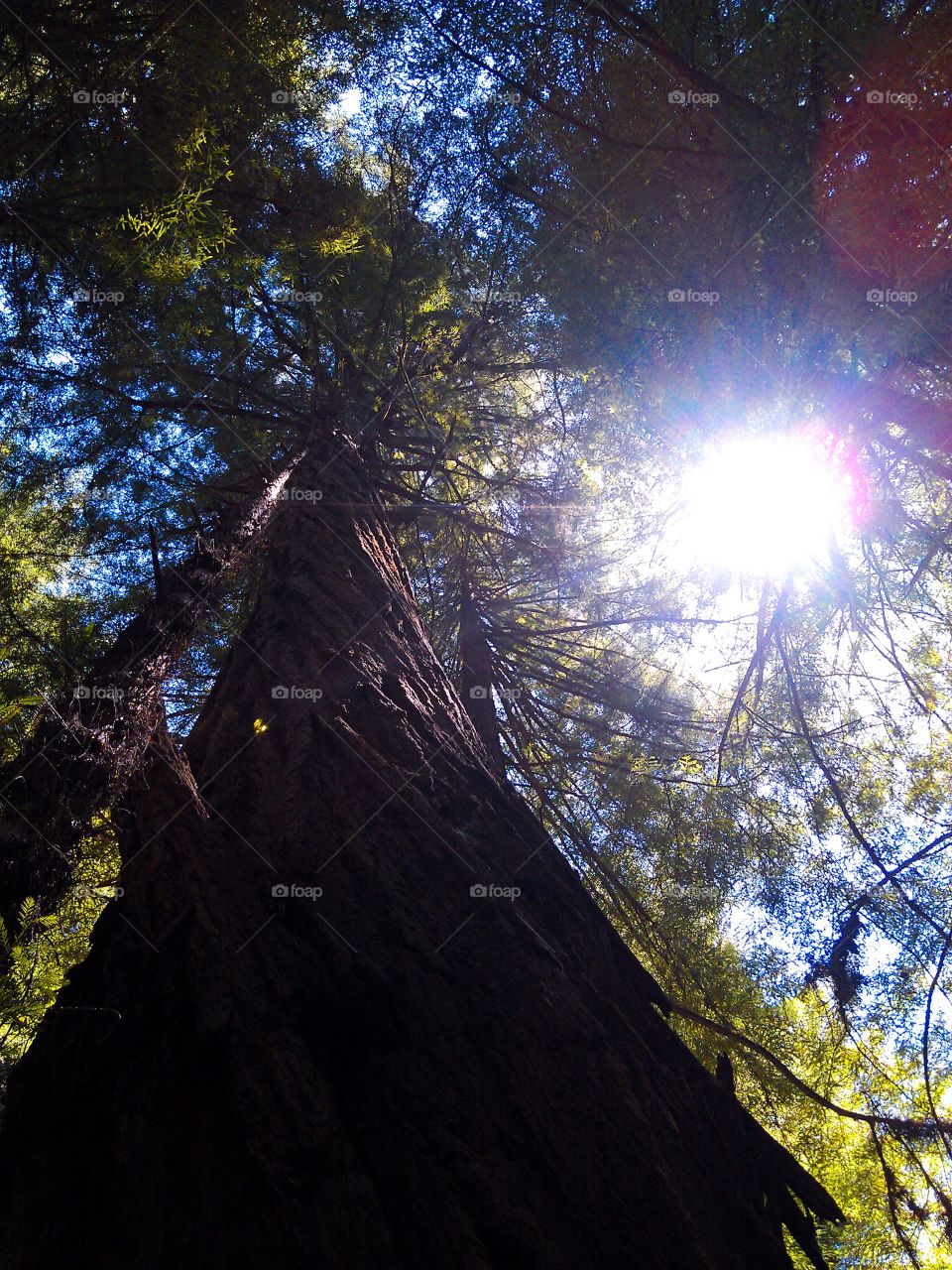Endurance . The great redwood trees of California, majestic and enduring