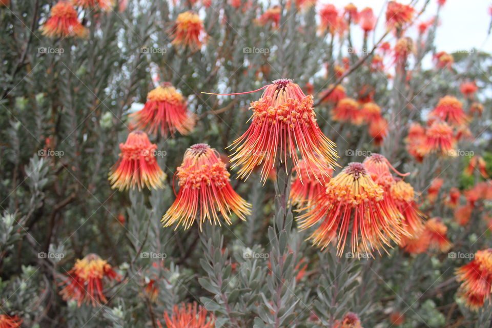 Colourful flora