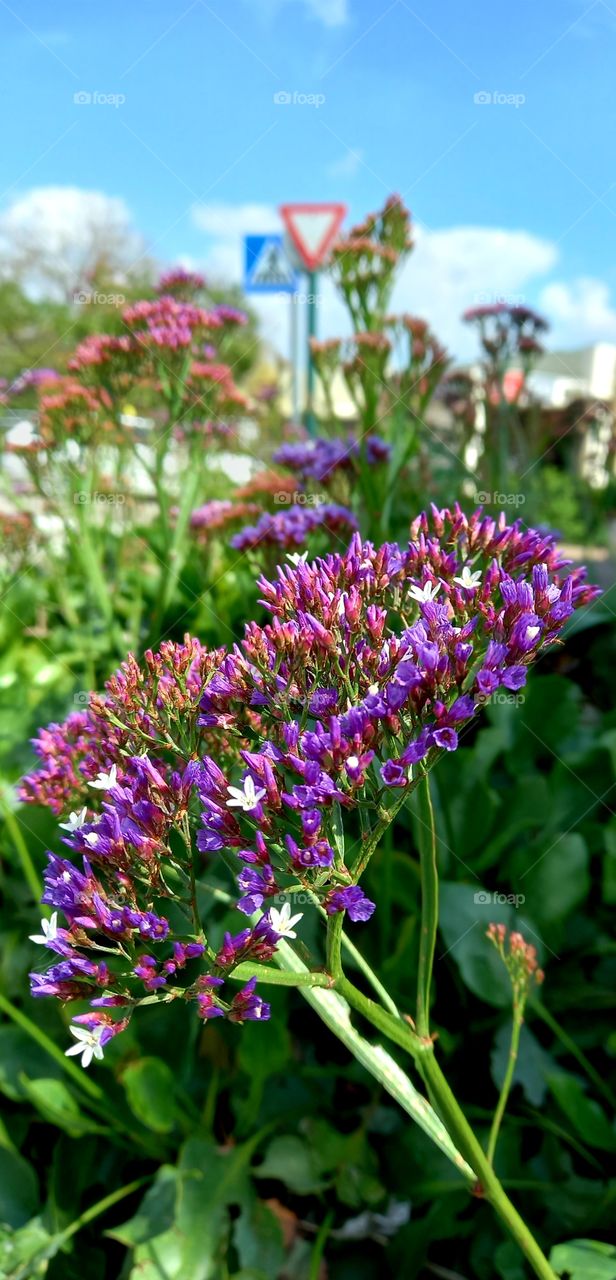 Limonium sinuatum