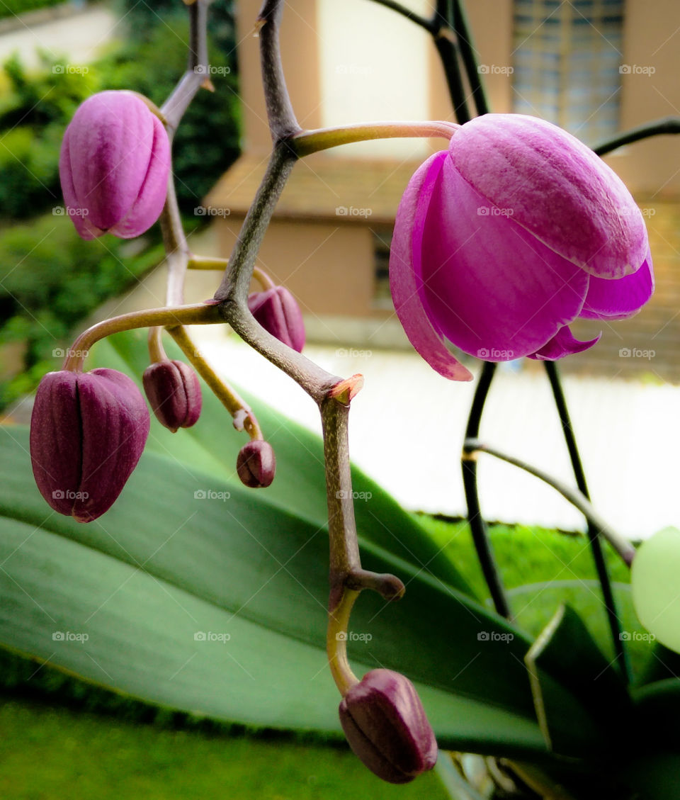 Purple Dream Orchid