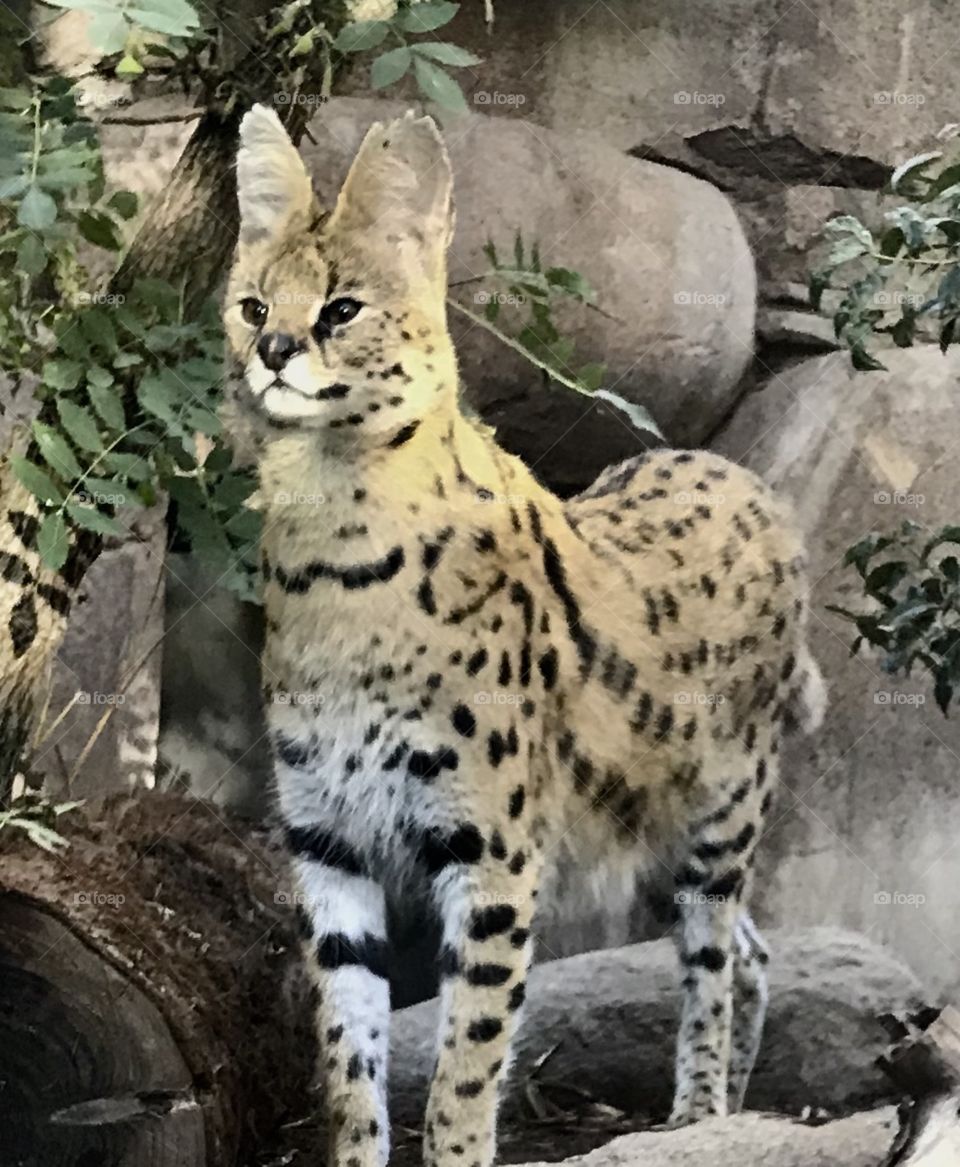 Serval 