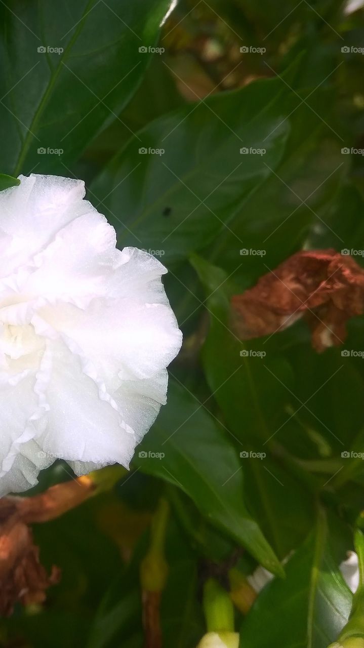 a white tiny blossom from the heart of nature
