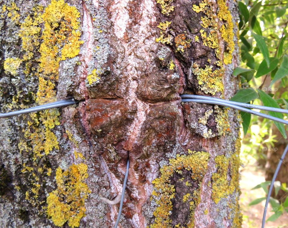 tree bark swallowing wire