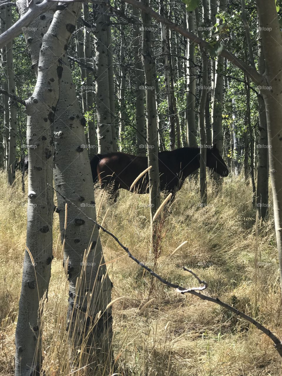 Trying to grab the attention of a beautiful brown mare grazing in the dry grass. The birch trees provide her safety from onlookers. 
