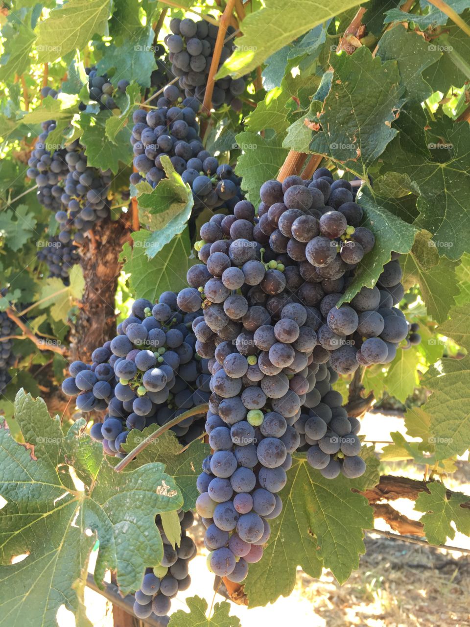 Bunches of purple grapes 
