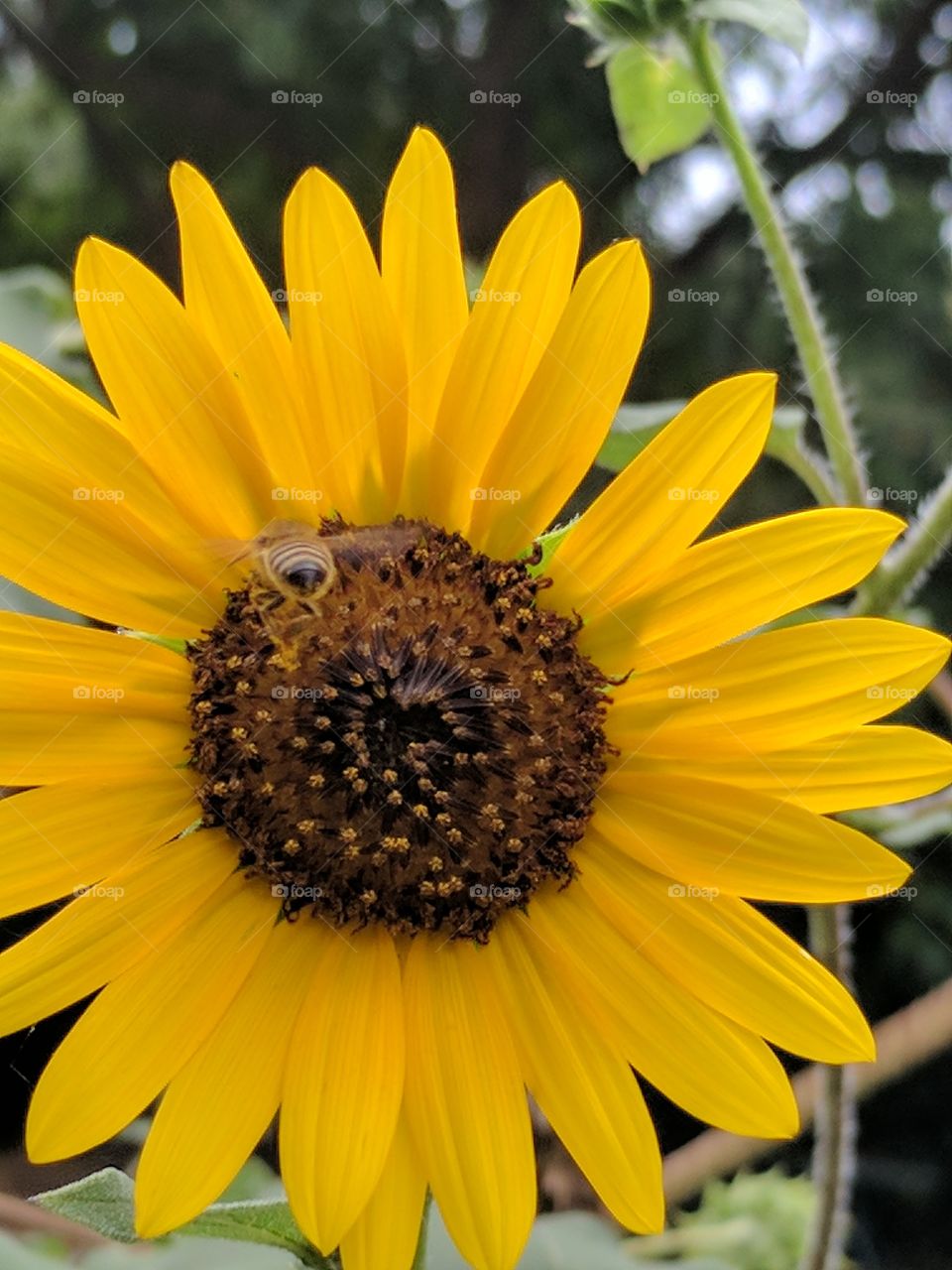 sunflower with a bee