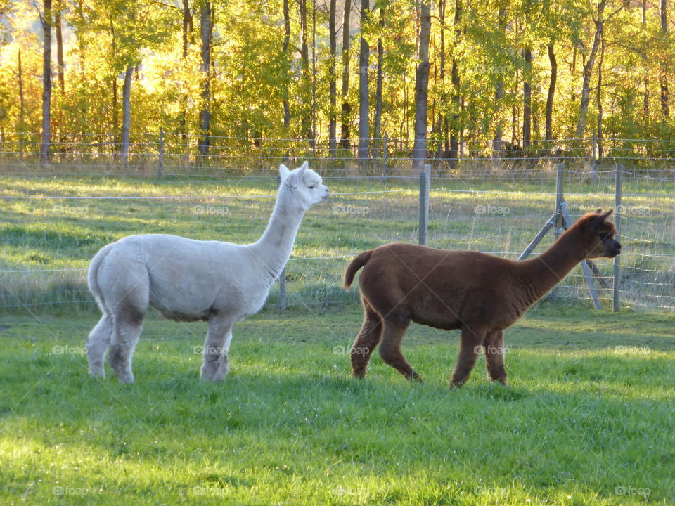 Alpacas