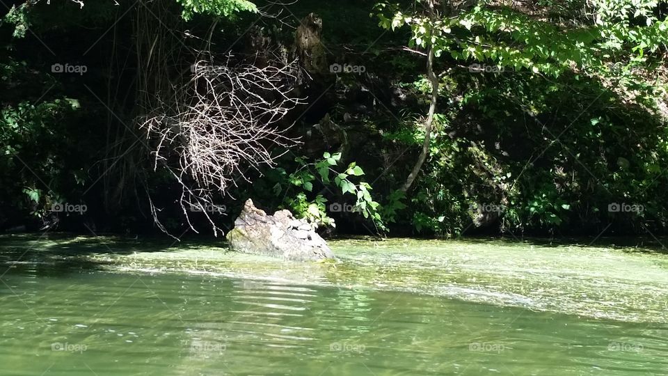 Loitering Turtles at Hardy Dam, MI