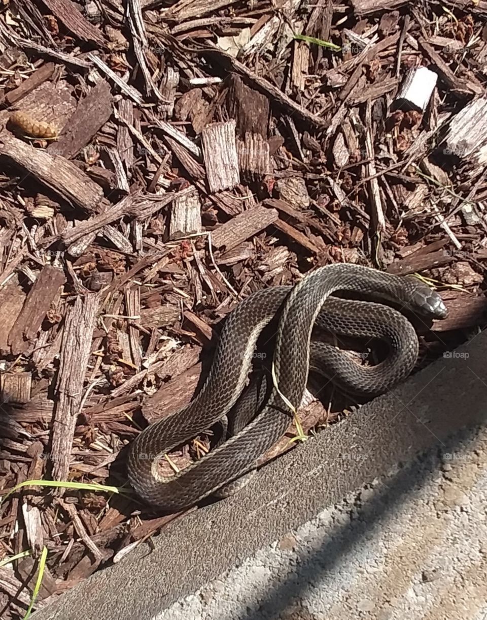Snake in a flower bed. Garter Snake.