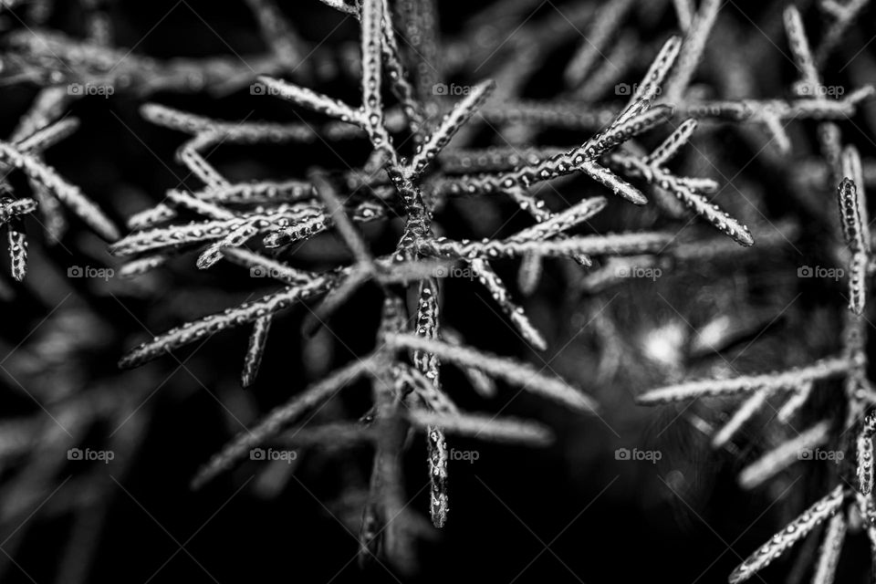 a black and white picture of some branches