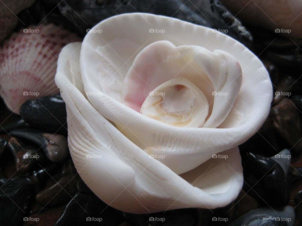 shell