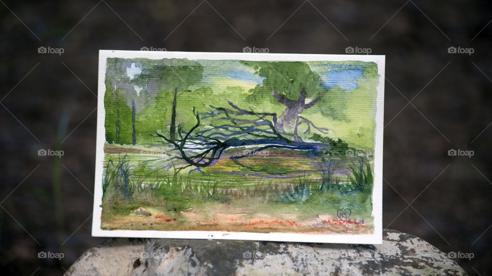 Fallen Tree and it's reflection in a pond.