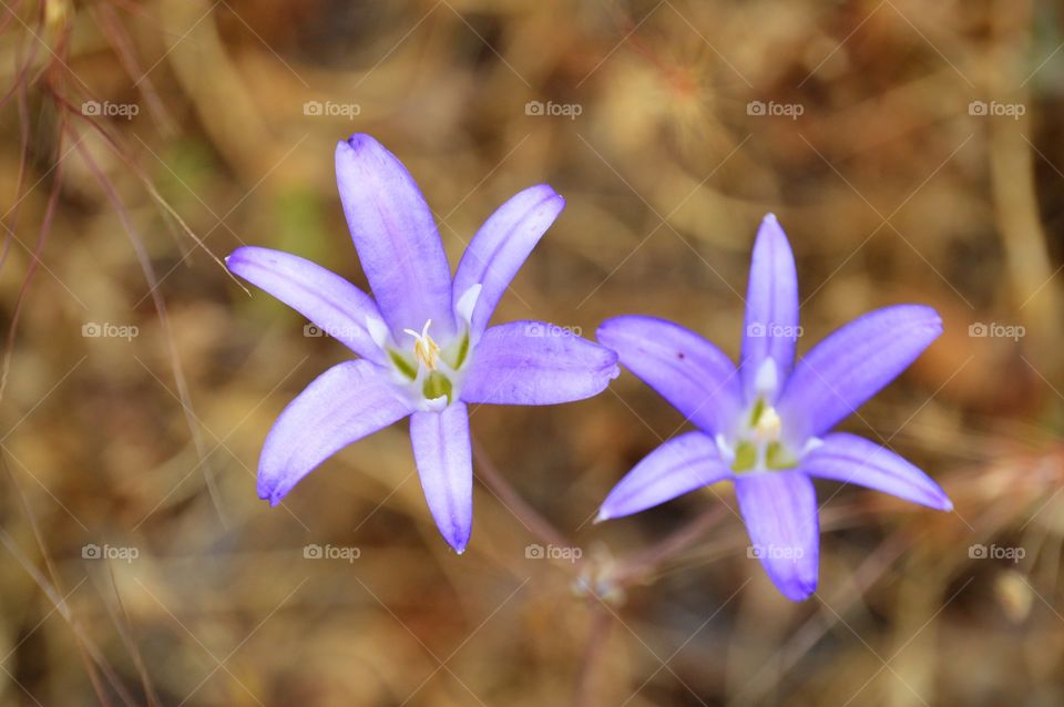 purple wildflowers growing along side of a hiking trail