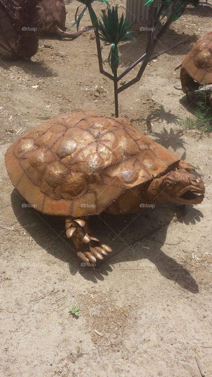 Copper Tortoise in the Desert
