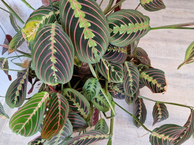 Maranthus