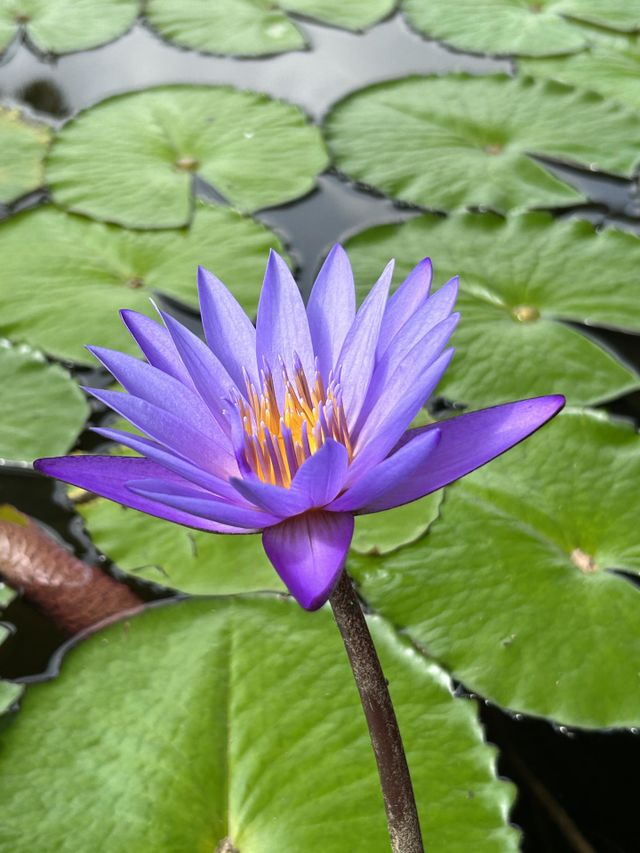 Beautiful purple lotus in pond Marina bay